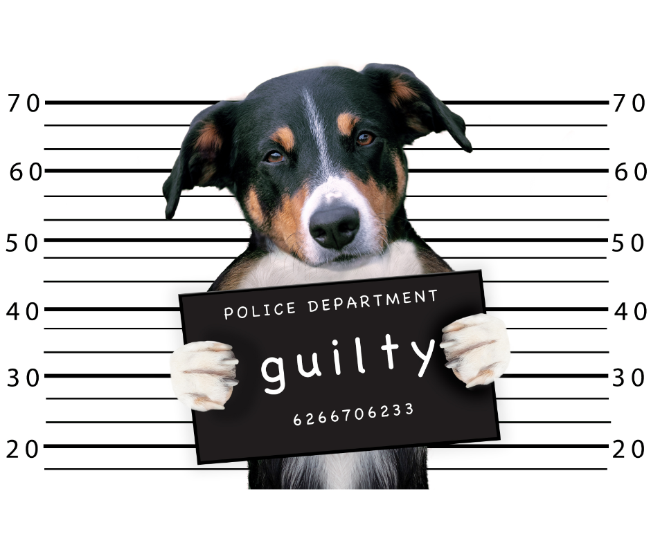 Humorous mug-shot image of a dog in jail for bad behaviour.