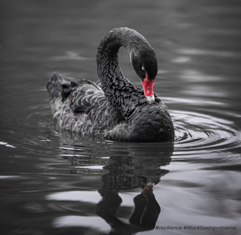 Black Swan preening itself on a lake, red beak. Metaphor for Black Swan Problems and resilience